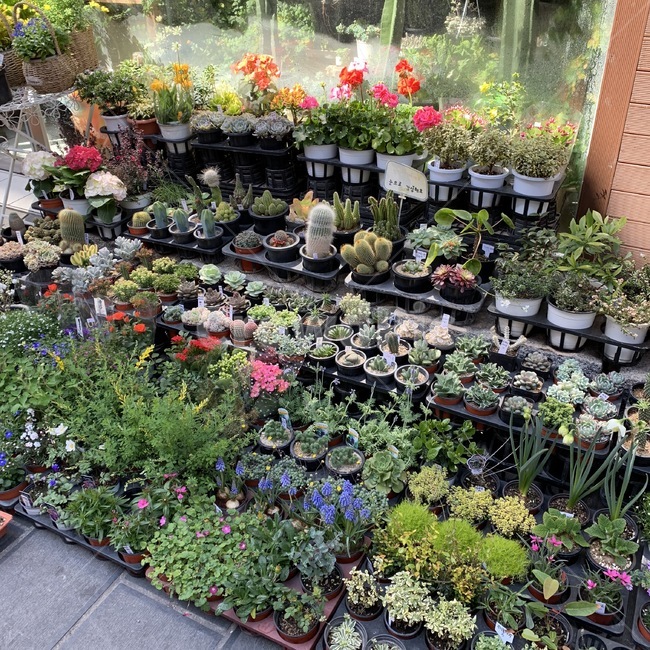 plant,식물,꽃,배경,풍경