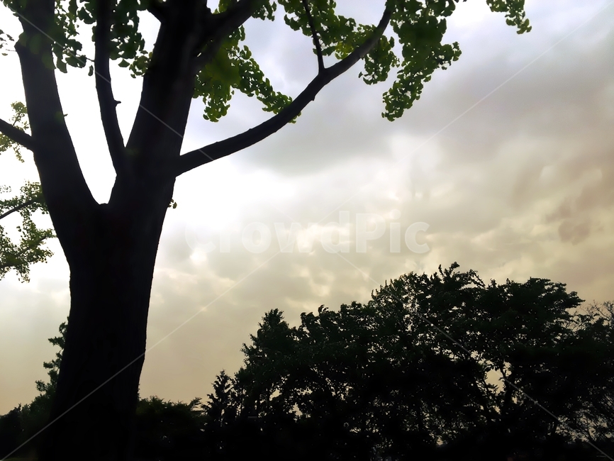 은행나무,실루엣,나무,자연,ginkgo,tree,ginkgosilhouette,식물,자연,plants,nature,나무,trees,wood