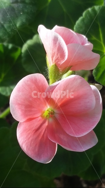 꽃,자연,아름다움,식물,개화,활짝,flower,플라워