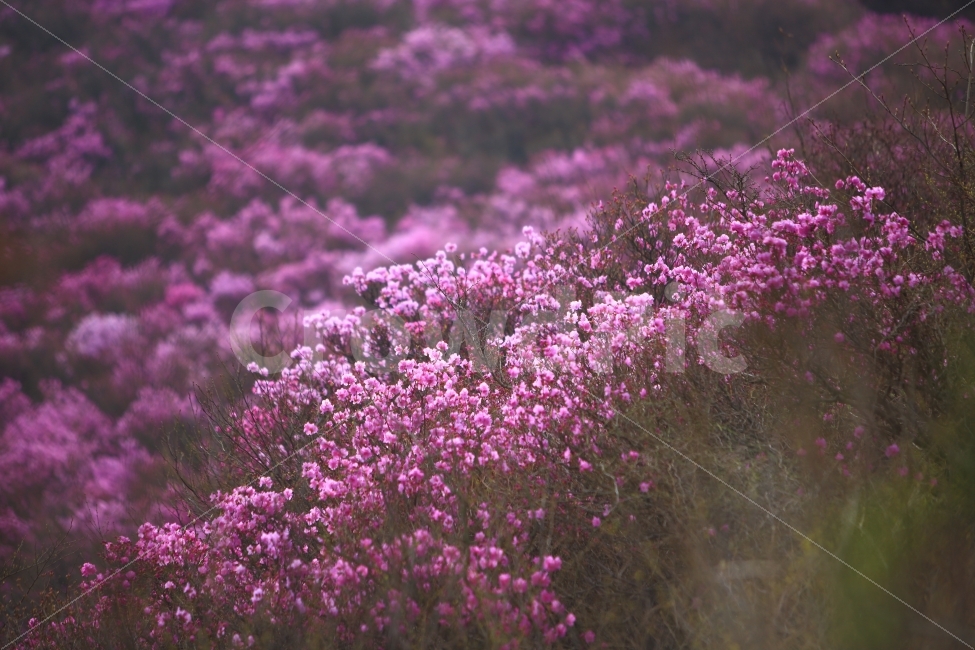 영취산,진달래,봄꽃,여수,배경,풍경,자연,식물,자연,plants,nature,꽃,flower