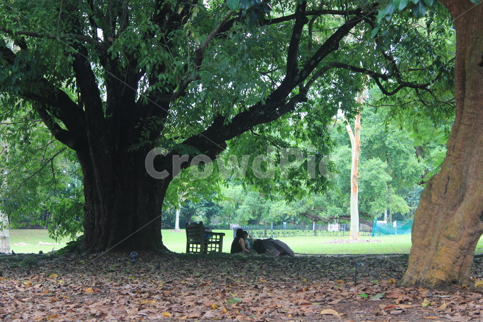 tree,나무,자연,휴식,nature,green,plant,chair,의자,식물,휴양지,자연,풍경,nature,landscape,tree trunk,나무 줄기