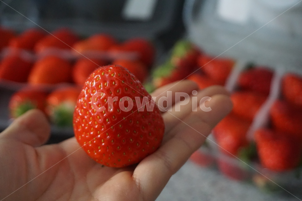 과일,겨울,손,식품,빨강,red,과일,열매,fruit