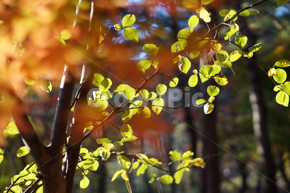 가을,단풍,풍경,빛,빨강,leaf,잎,plant,식물,tree,나무