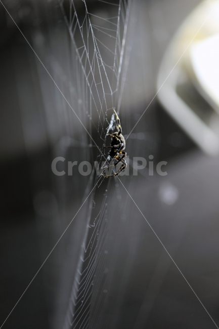 동물,벌레,거미,거미집,BUG,SPIDER,동물,animal,곤충,벌레,insect,bug