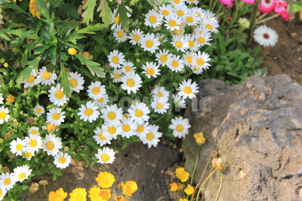 꽃,들꽃,흰꽃,길가,잡초,식물,자연,plants,nature,꽃,flower