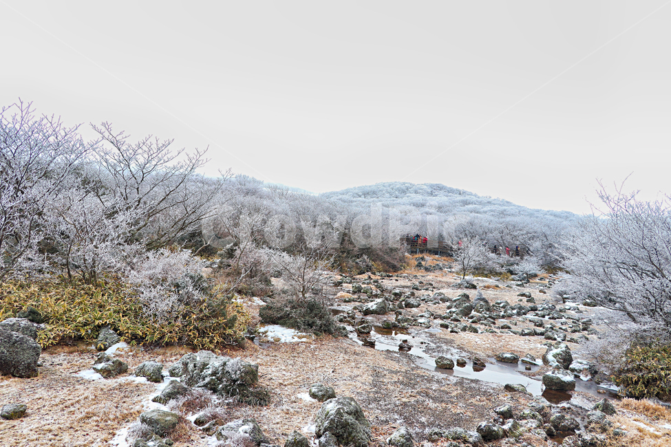 제주도,한라산,1100고지,한라산1100고지,설경,눈꽃,눈,snow,자연,nature,옥외,outdoors