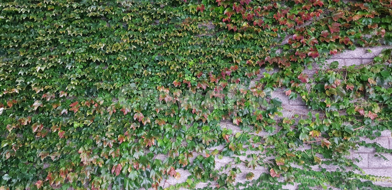 풀잎,풀,식물,잎,plant,leaf,길,초록,초록빛,초록색,green,식물,자연,plants,nature