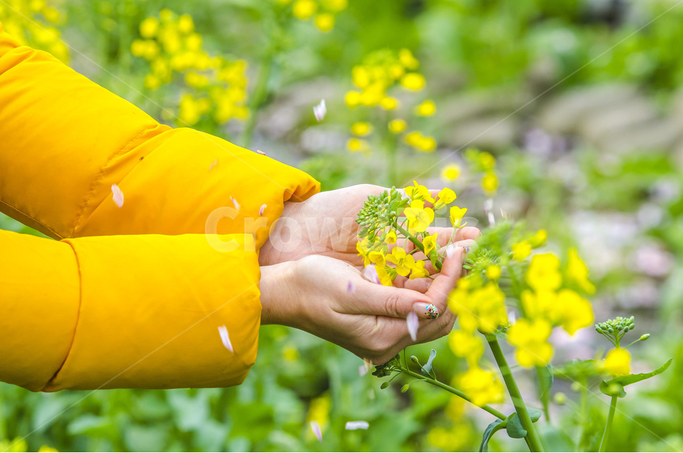 봄,꽃,색,노랑,초록,여심,자연,flower,hand,봄,계절,spring,season,식물,자연,plants,nature,꽃,flower