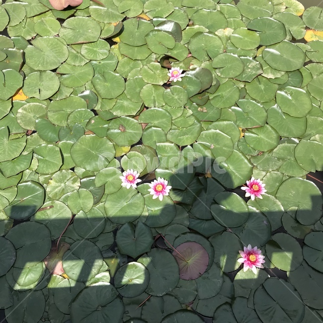 수련,수련꽃,여자그림자,다리그림자,수련잎,초록잎