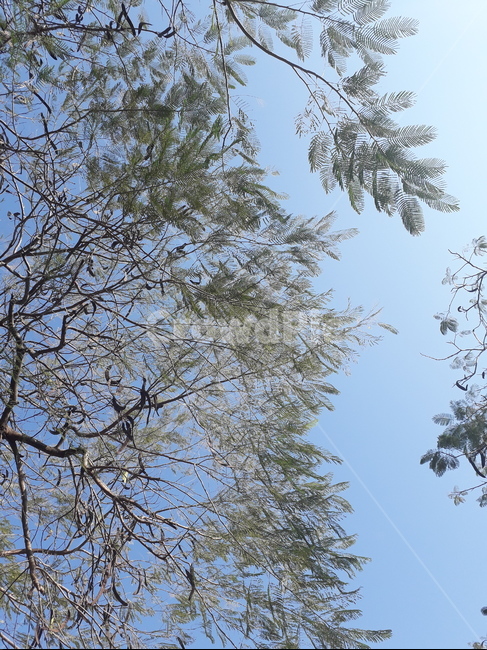 나뭇잎,하늘,대만,나무,대만하늘,자연,풍경,nature,landscape,tree,plant,식물