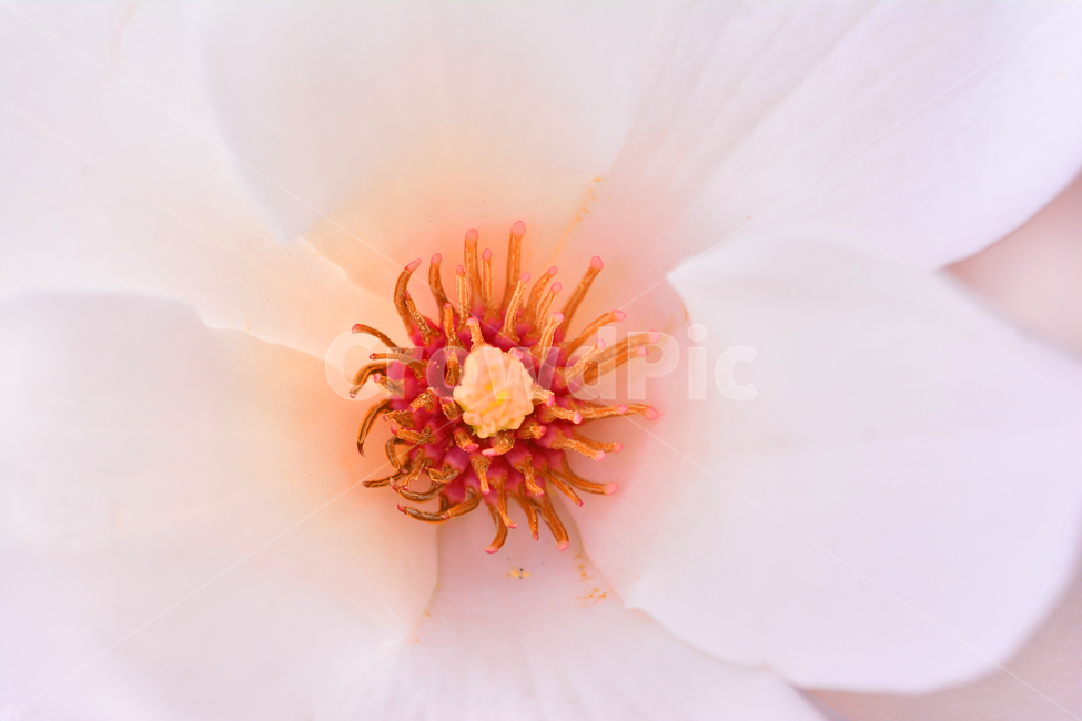 목련꽃,나무꽃,봄꽃,마크로,계절,시즌,야외,옥외,식물,접사,클로즈업,macro,closeup,근접촬영,숫굴,암술,꽃잎,꽃,아름다운,plant,blossom,flower,season,outdoor,식물,자연,plants,nature,꽃,flower