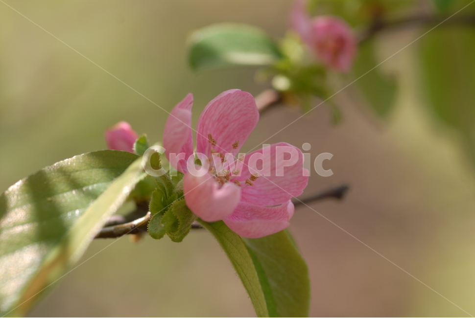 식물,꽃,사과,flower,나무,나무꽃,과일,꽃,flower