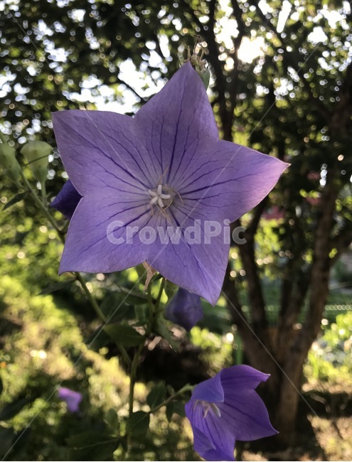 flower,플라워,꽃,자연,식물,식물,자연,plants,nature,꽃,flower