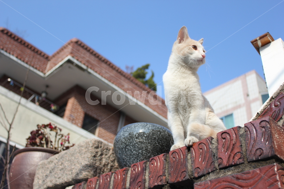 고양이,cat,길냥이,길고양이,야옹이,동물,animal,포유류,mammal,고양이,cat,kitten,kitty