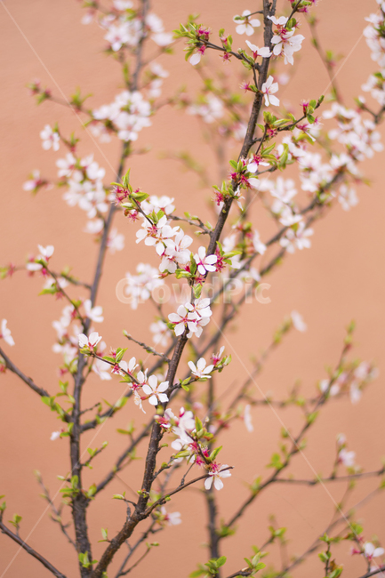 plant,식물,벚꽃,매화,작은꽃,봄,새싹,꽃,봄배경,회화적
