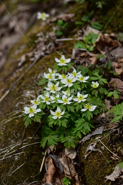 모데미풀,야생화,봄,꽃,풀꽃,자연,식물,식생,plants,nature,spring,season,flower