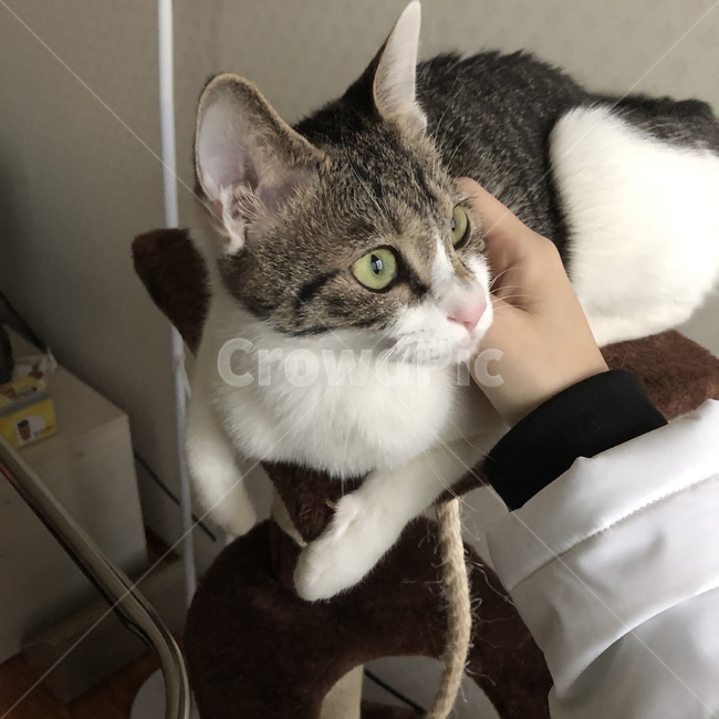 고양이,냥이,야옹이,동물,고등어태비,코리안숏헤어,코숏,아기고양이,동물,animal,고양이,cat,kitten,kitty