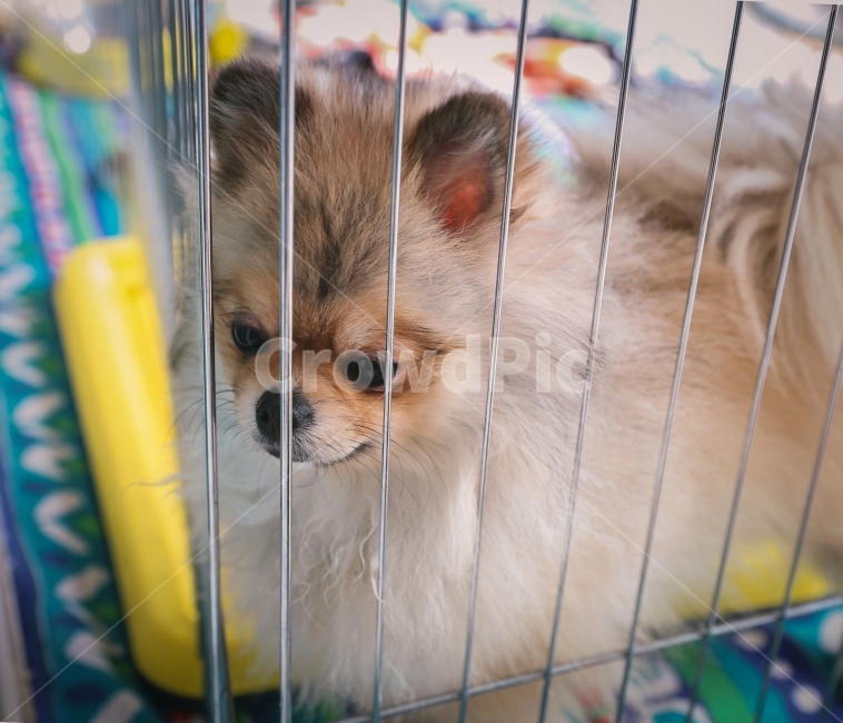 강아지,개,포메라니안,동물,아기강아지,동물,animal,포유류,mammal,개,강아지,dog,doggy