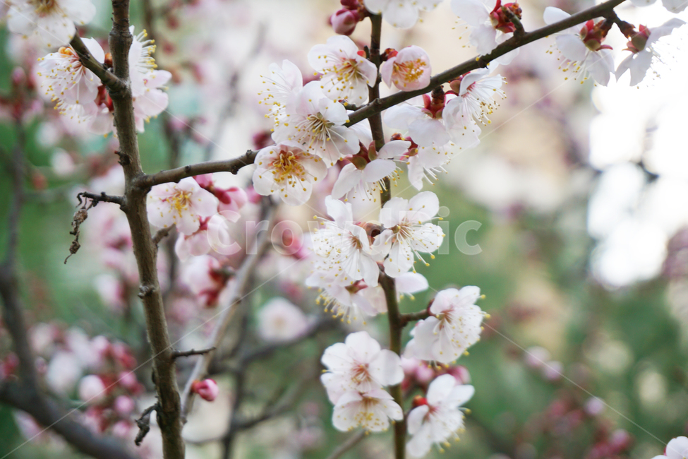 매화,꽃,봉우리,꽃봉우리,봄,분홍색,pink,flower,봄,계절,spring,season,plant,식물,blossom