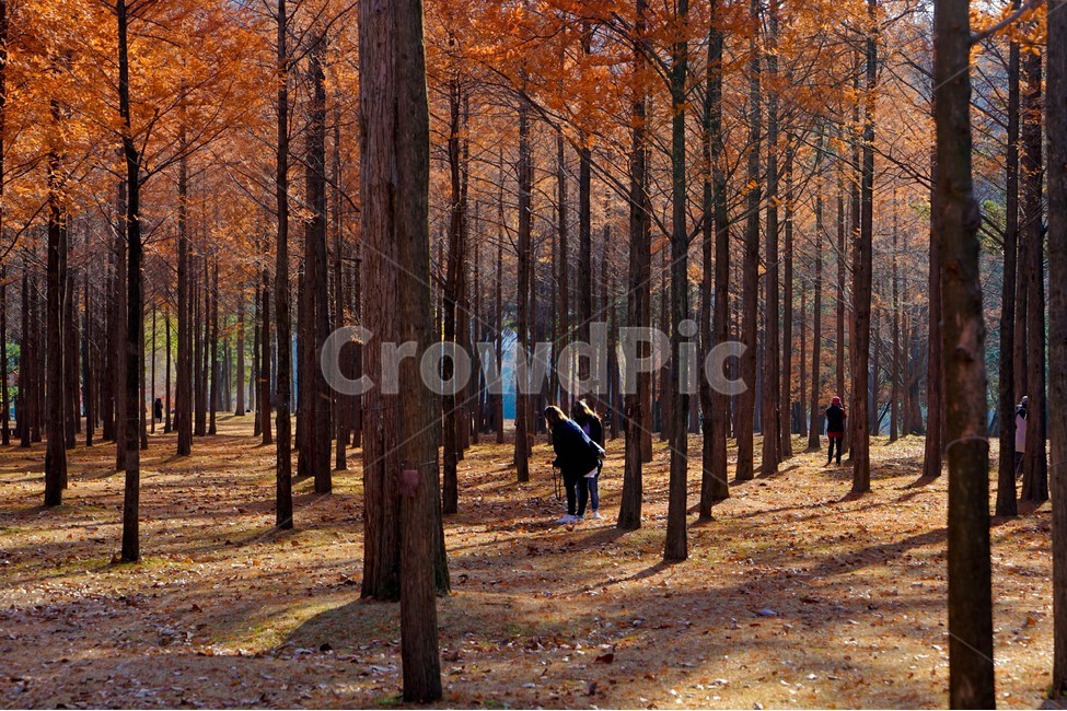 가을,단풍,나무,추색,풍경,감성,계절,가을,계절,fall,autumn,season,사람들,대중,군중,other people,crowd,사진작가,포토그래퍼,photographer,tree,plant,식물,ground,바닥,tree trunk,나무 줄기
