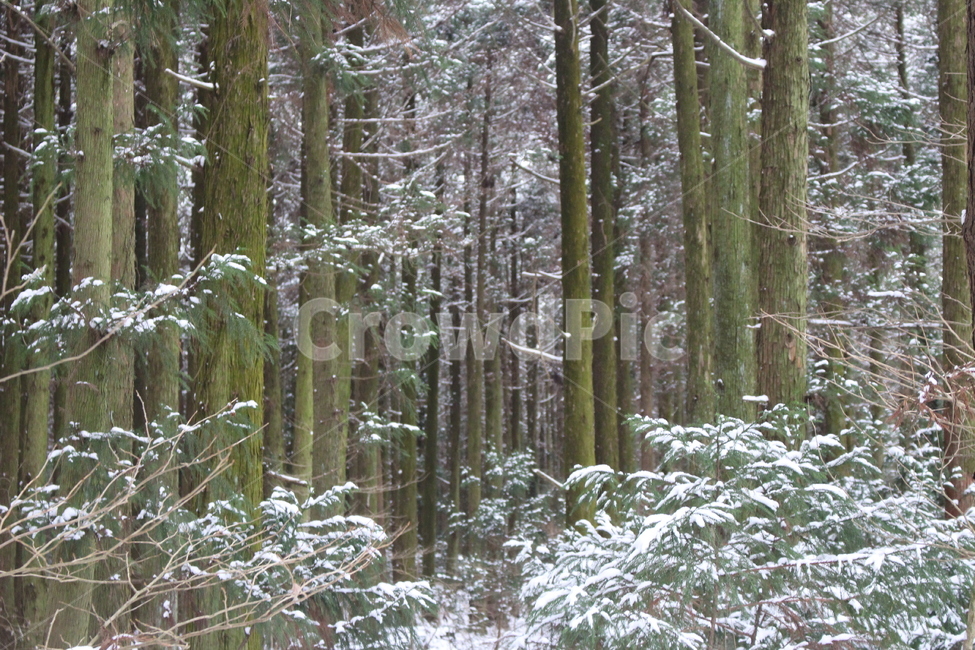 겨울,숲,눈,눈쌓인나무,초록,흰색,겨울,계절,winter,season,자연,풍경,nature,landscape,vegetation,초목,plant,식물,tree,나무,woodland,삼림지,forest,outdoors,옥외,land,땅,grove,작은 숲