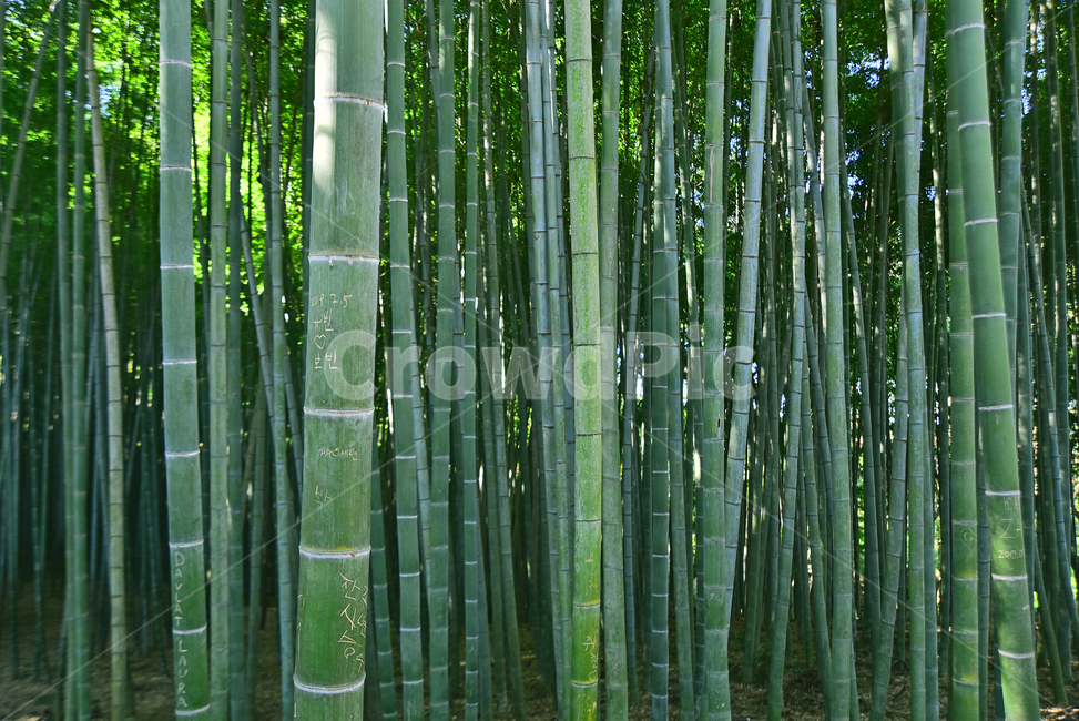 대나무,대나무숲,대숲,나무,외떡잎식물,벼목,화본과,bamboogrove,bamboo,그린,초록색,나무줄기,곧은,직선,라인,선,마디,상록수,죽림,대밭,환경,그리너리,green,tree,plant,leaves,자연,풍경,nature,landscape,식물,plants,나무,trees,wood