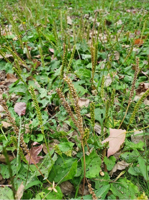 grass,잔디,plant,식물,아마란스과,amaranthaceae