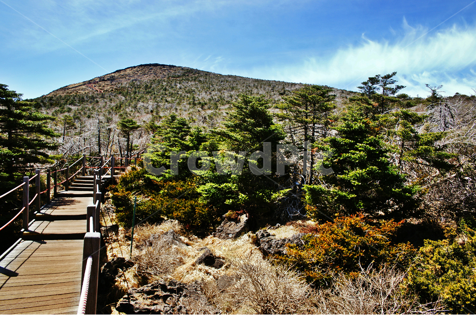 탐방로,등산로,한라산,제주도,한라산국립공원,푸른하늘,숲