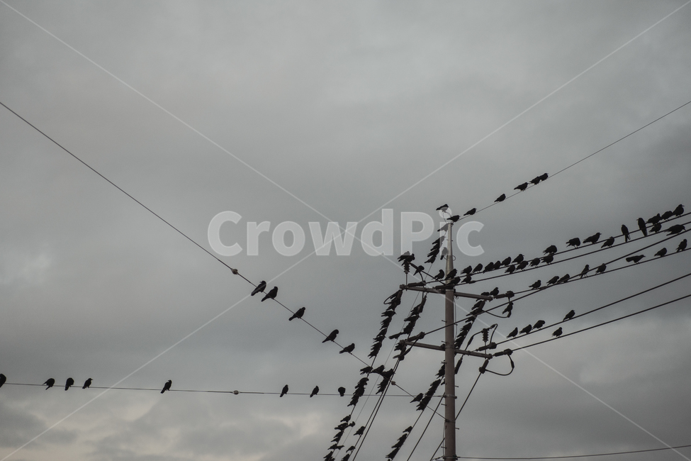 새,까마귀,crow,전선,전신주,전봇대