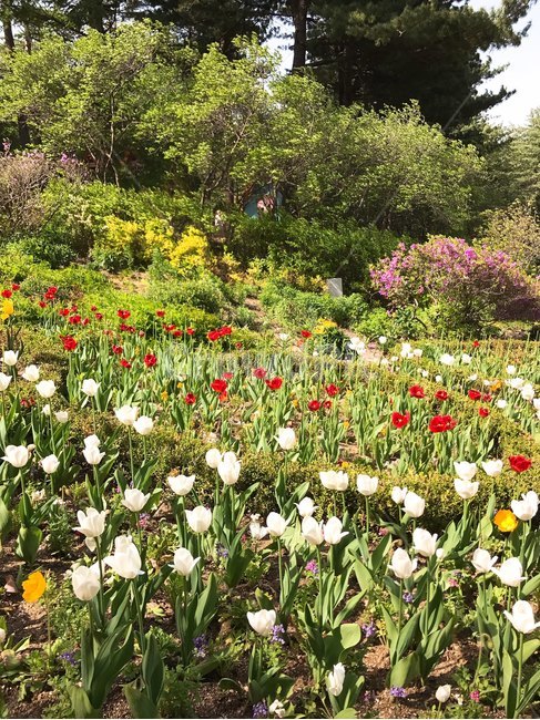 가평,수목원,꽃,아침고요수목원,꽃밭,자연,풍경,nature,landscape,식물,plants,꽃,flower,plant