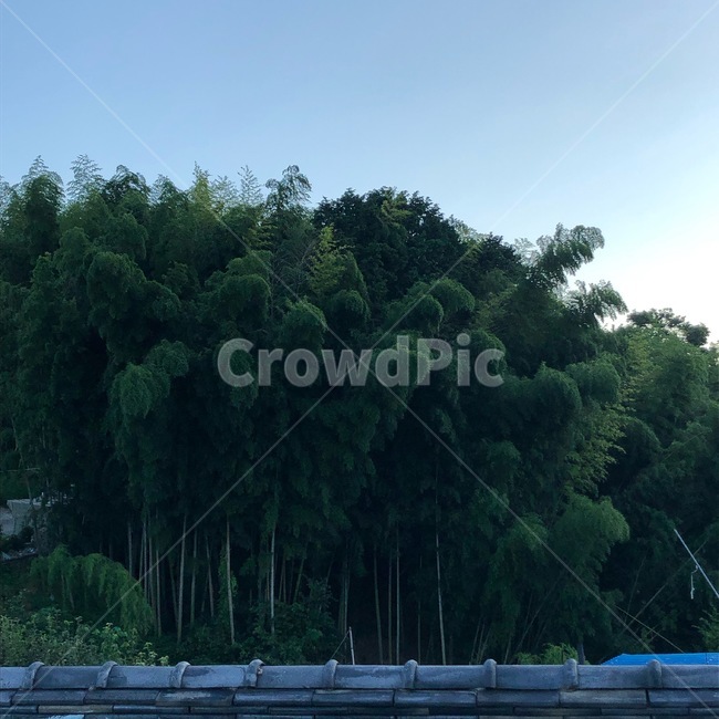 자연,힐링,숲,나무,감성,forest,healing,tree,nature,식물,자연,plants,nature,나무,trees,wood