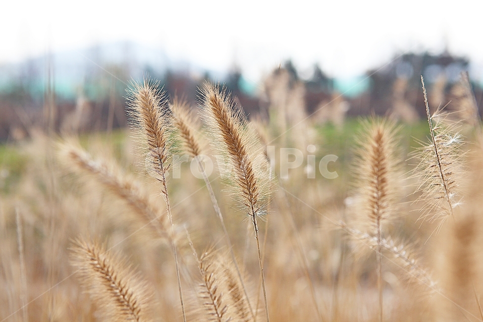 강아지풀,강아지풀꽃,꽃,잡초,가을,풀,야외,공원,가을,계절,fall,autumn,season,식물,자연,plants,nature