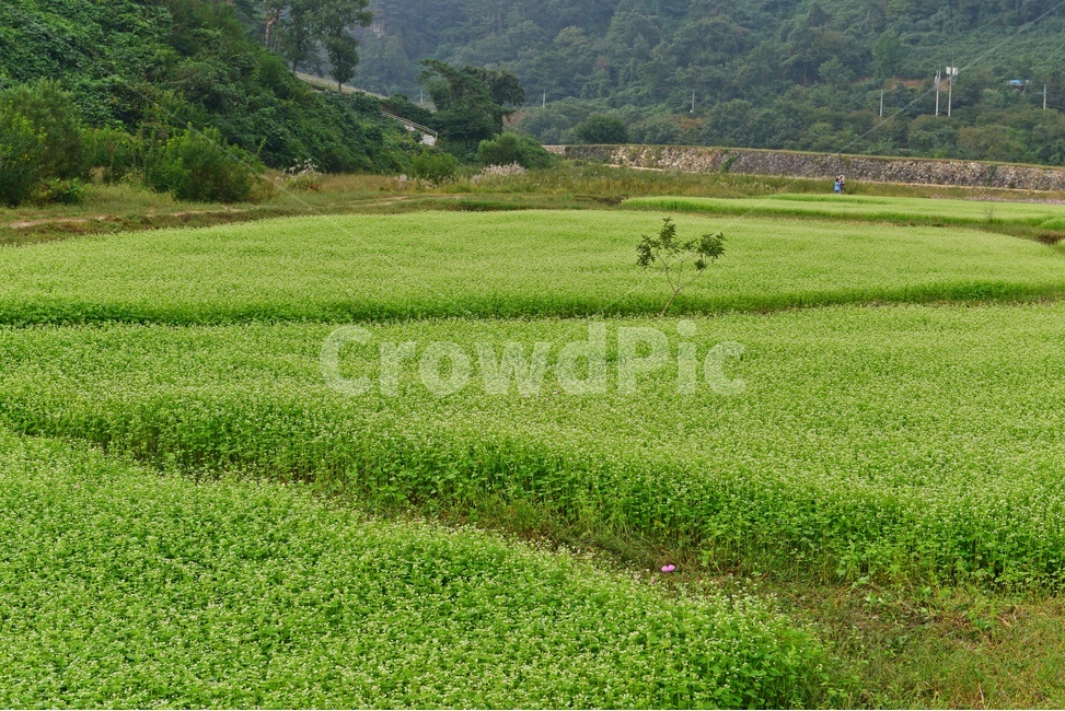nature,자연,outdoors,옥외,plant,식물,field,들,farm,농장,rural,농촌,정읍,구절초공원,구절초,코스모스,메밀밭