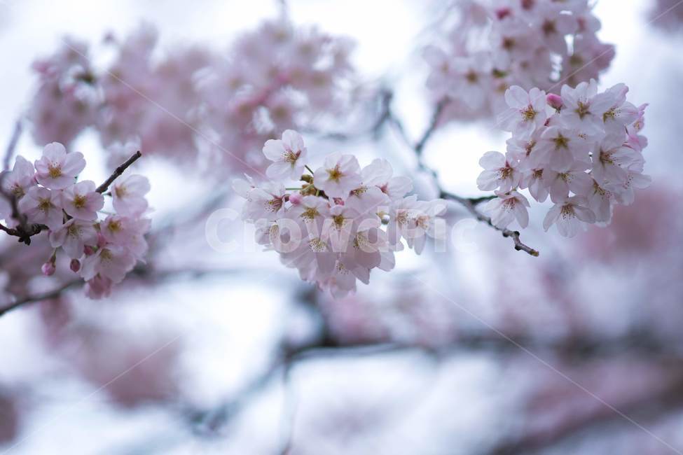 벚꽃,진해,군항제,봄,풍경,축제,봄꽃,로망스다리,봄,계절,spring,season,식물,자연,plants,nature,꽃,flower,plant,blossom