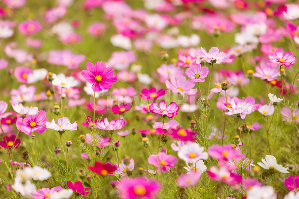 코스모스,가을배경,코스모스배경,꽃배경,cosmos,pink,flower,가을,예쁜꽃배경,꽃,자연,핑크꽃,식물,자연,plants,nature,꽃,flower