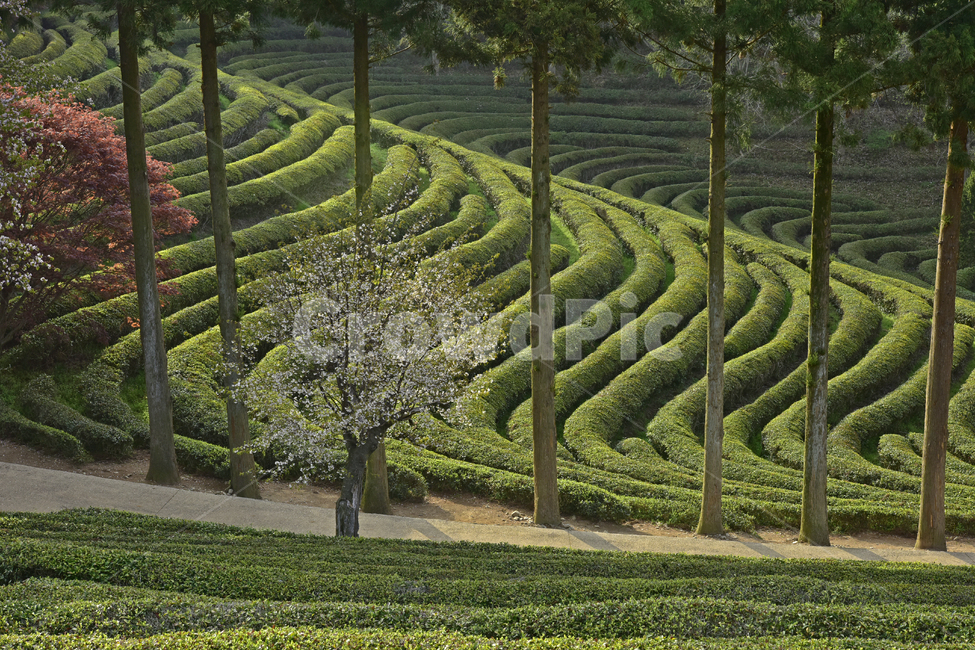 녹차,greentea,녹차밭,차밭,풍경,경치,녹색,국산차,평온,자연,풍경,nature,landscape,한국자연풍경,한국자연경관,korea nature landscape,maze,미로,labyrinth,미궁