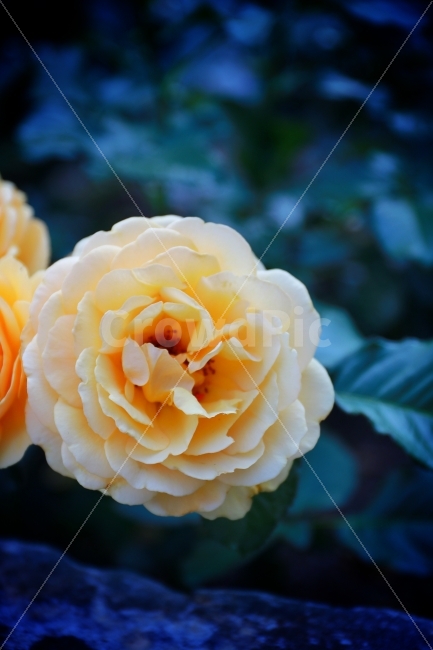 꽃,장미,노란장미,풍경,꽃한송이,식물,자연,plants,nature,꽃,flower