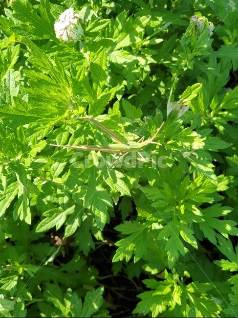메뚜기,여름,가을,곤충,grasshopper,잎,허벌,식물,들판,bush,화분,herbs,herbal,bug,파종기,항아리,pottedplant,leaf,식물,자연,plants,nature,곤충,벌레,insect,bug
