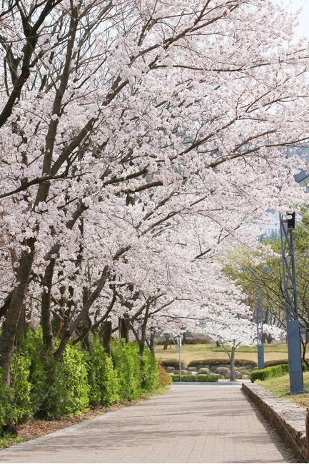 벚꽃,벚나무,벚꽃터널,봄,봄꽃,풍경,한국풍경,한국봄,봄,계절,spring,season,자연,풍경,nature,landscape,plant,식물,flower,꽃,blossom