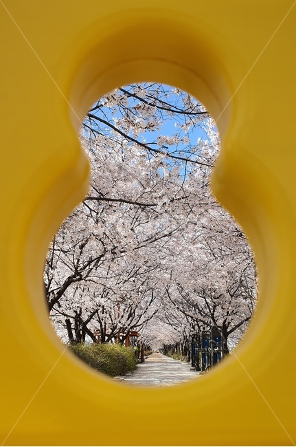벚꽃,벚나무,봄,식물,나무