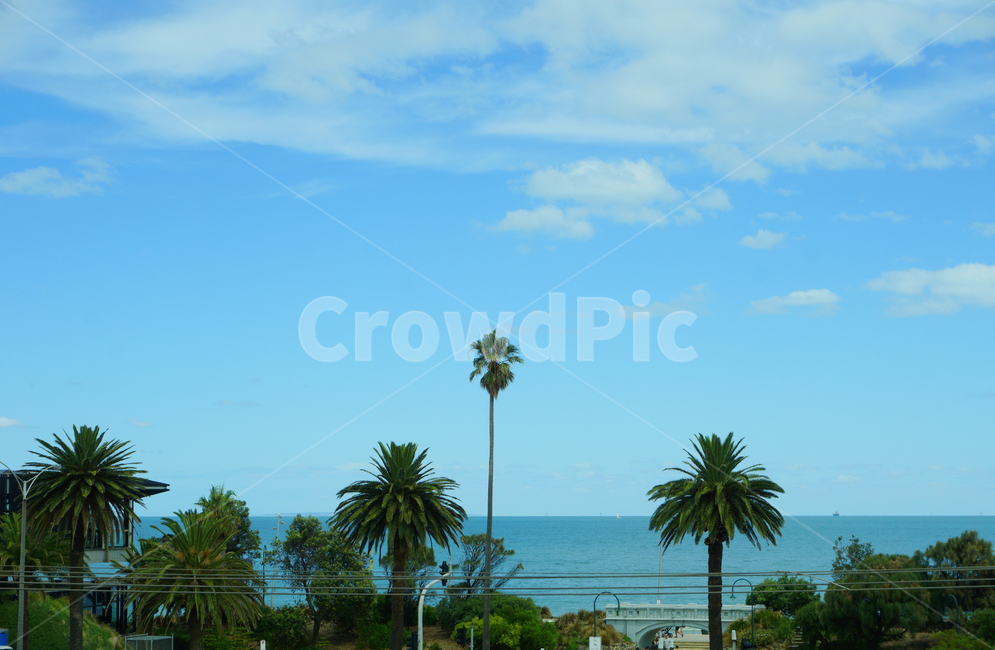 나무,하늘,바다,자연,구름,tree,sky,sea,nature,cloud,자연,풍경,nature,landscape,해외,외국,세계,foreign,oversea,world,세계자연풍경,해외자연풍경,외국자연풍경,world nature landscape,summer,여름,palm tree,야자수,plant,식물