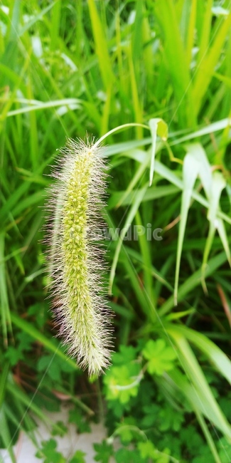 강아지풀,풀,자연,싱그러움,녹색,식물,초록,잡초