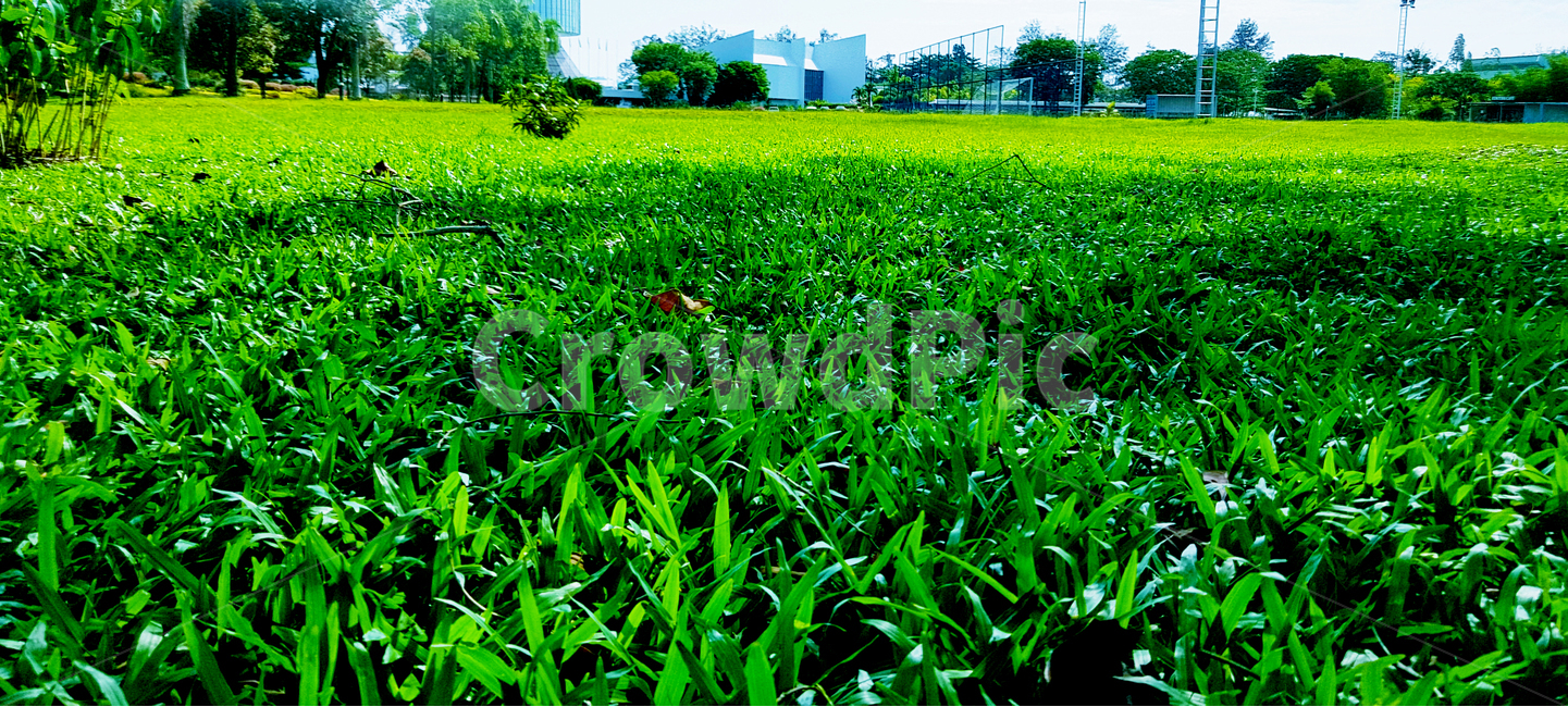 잔디,풀밭,여름,초록색,잔디밭,클로즈업,초점,촛점,식물,자연,plants,nature