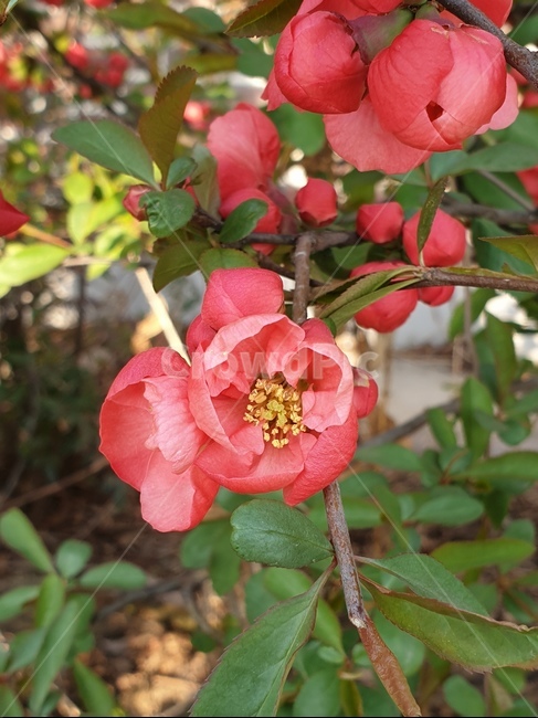 plant,식물,pollen,봄꽃,봄나무,봄,spring,꽃나무,flower
