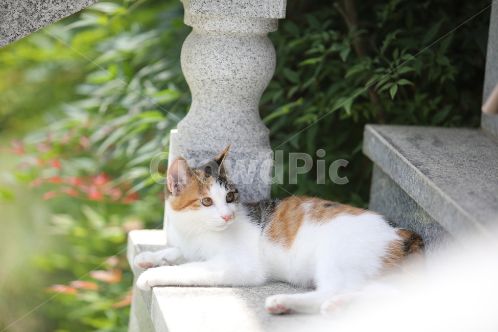 고양이,애완동물,반려동물,동물,cat,반려묘,애완묘,도도함,동물,animal,포유류,mammal,고양이,cat,kitten,kitty