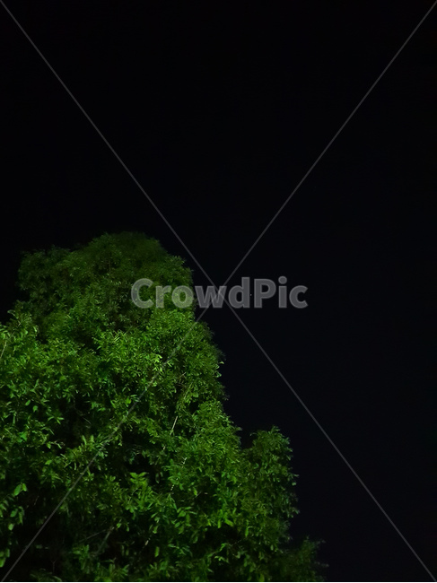 나무,밤,하늘,풍경,sky,night,tree,landscape,자연,풍경,nature,landscape,outdoors,옥외