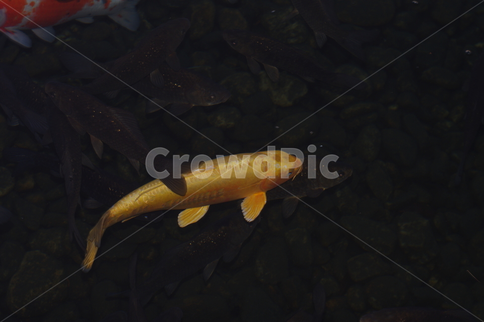 잉어,물고기,금빛,fish,연못
