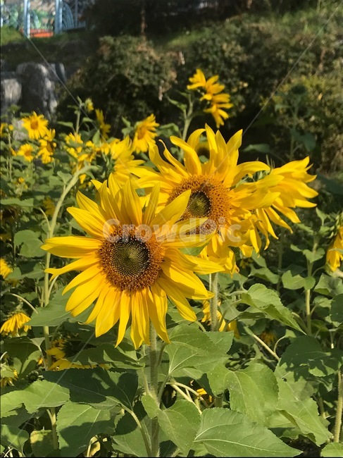 plant,식물,blossom,flower,꽃,식물,자연,plants,nature,꽃,flower