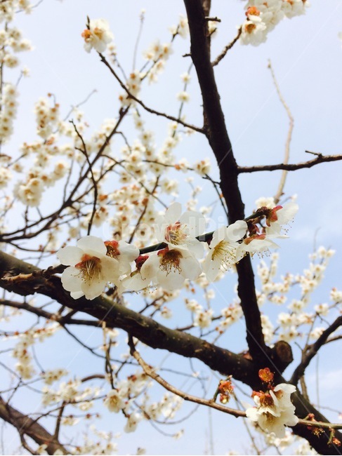 벛꽃,근접샷,줌인,나무,벛꽃잎,만개,봄,벛꽃놀이,fresh,zoomin