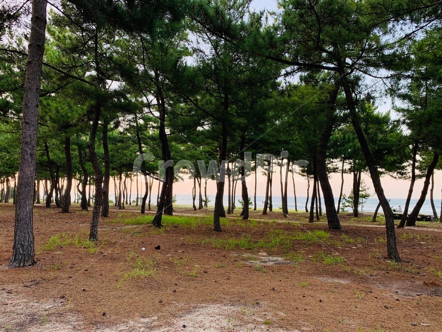 나무,식물,소나무,산책,자연,휴식,힐링,자연,풍경,nature,landscape,나무,trees,wood,ground,바닥,tree,plant,tree trunk,나무 줄기